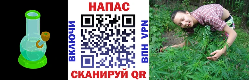 как найти   Сясьстрой  Каннабис White Widow 